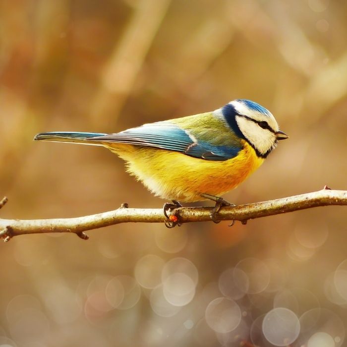 bird standing on branch