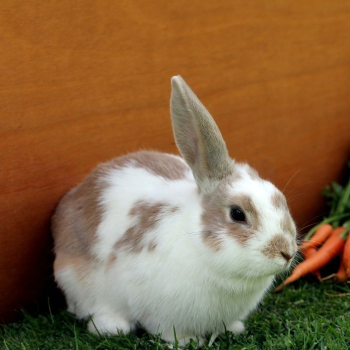 bunny standing on grass
