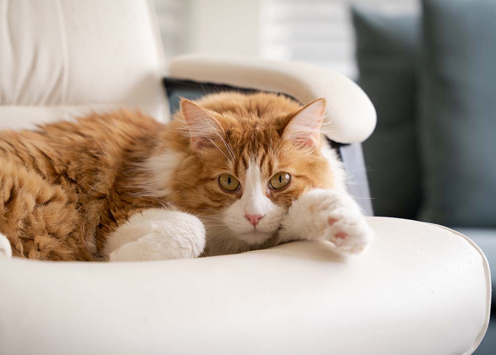 orange cat laying on chair