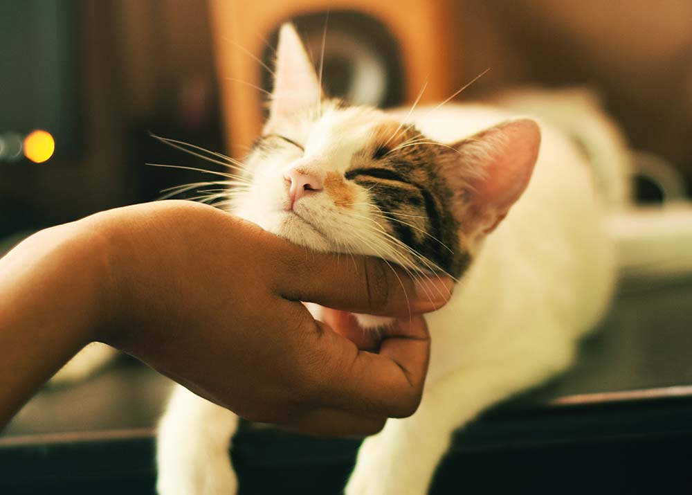 person scratching cat's chin
