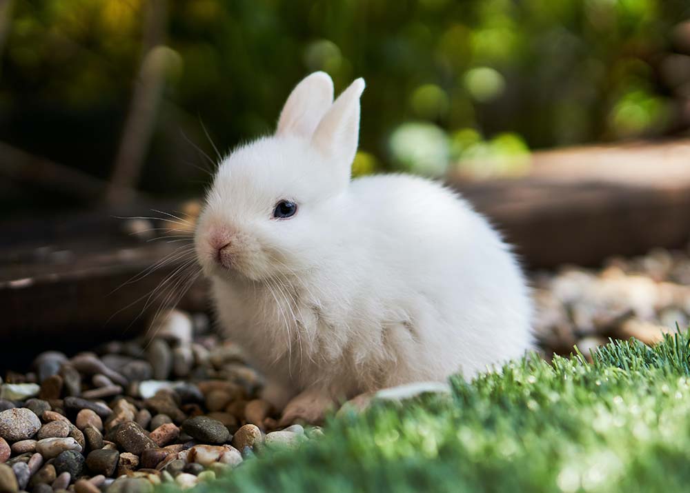 bunny standing outdoor
