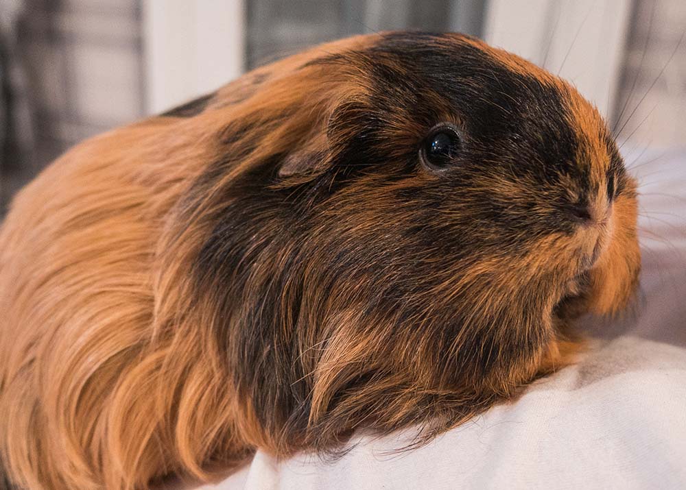 guinea pig laying on bed