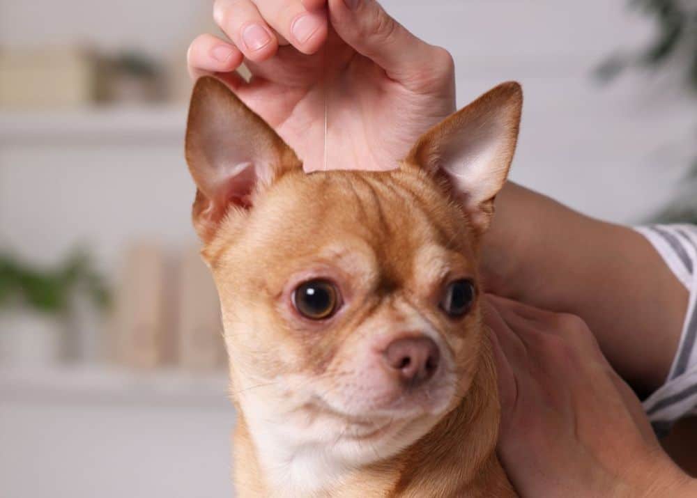 pet acupuncture