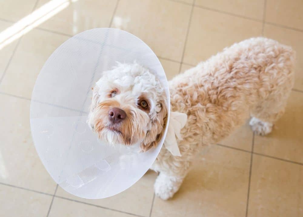 pet surgery