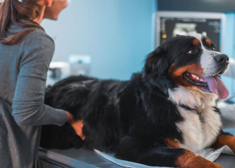 pet ultrasound