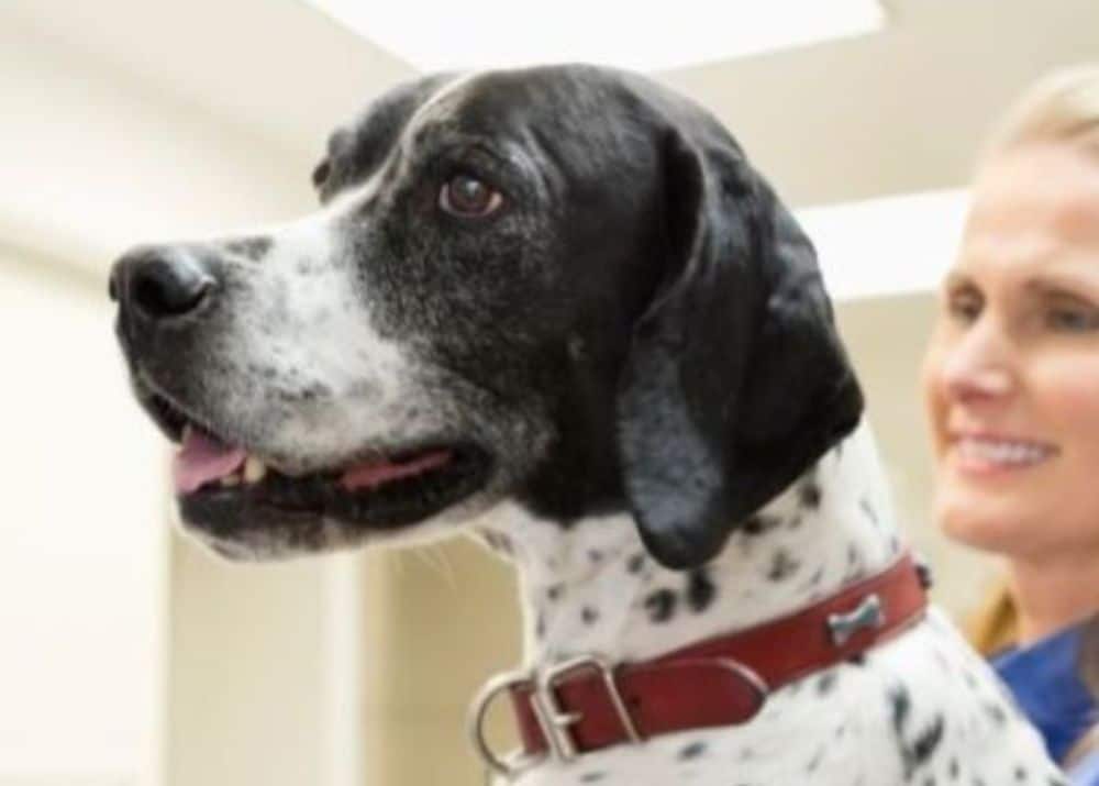 pet urgent care
