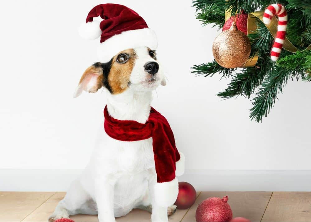 Contact PetsVet Animal Hospital