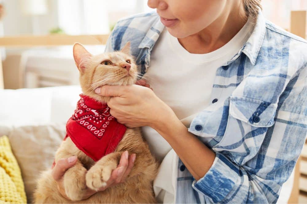 A cat in a red bandana seeing towards woman