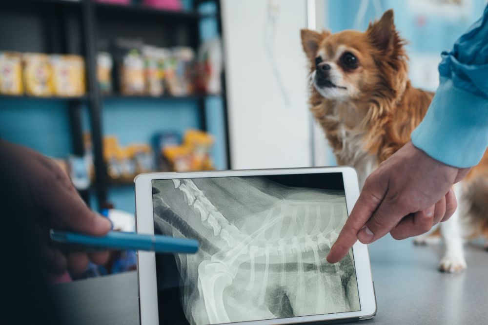 A vet is seeing dog X-ray
