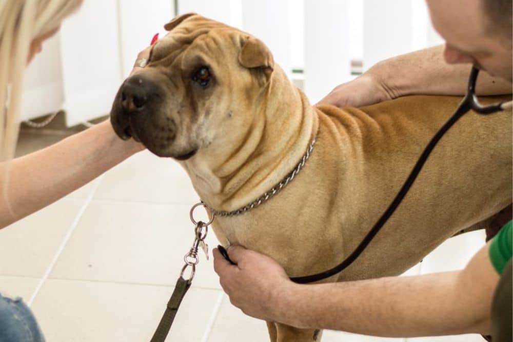 A vet gently pets a dog while holding a stethoscope