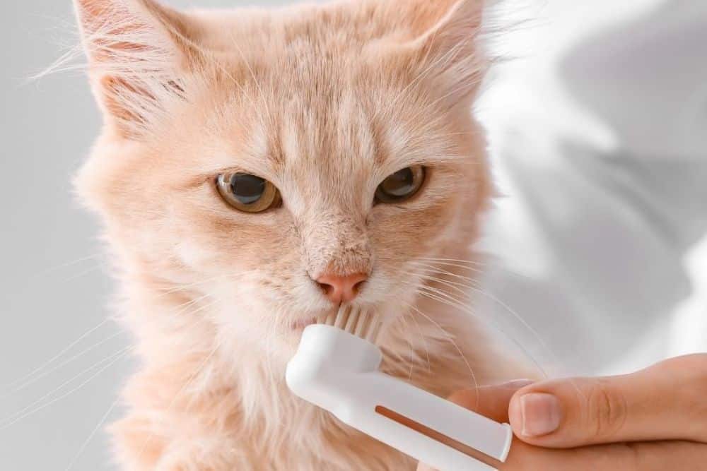 A vet is cleaning a cat teeth