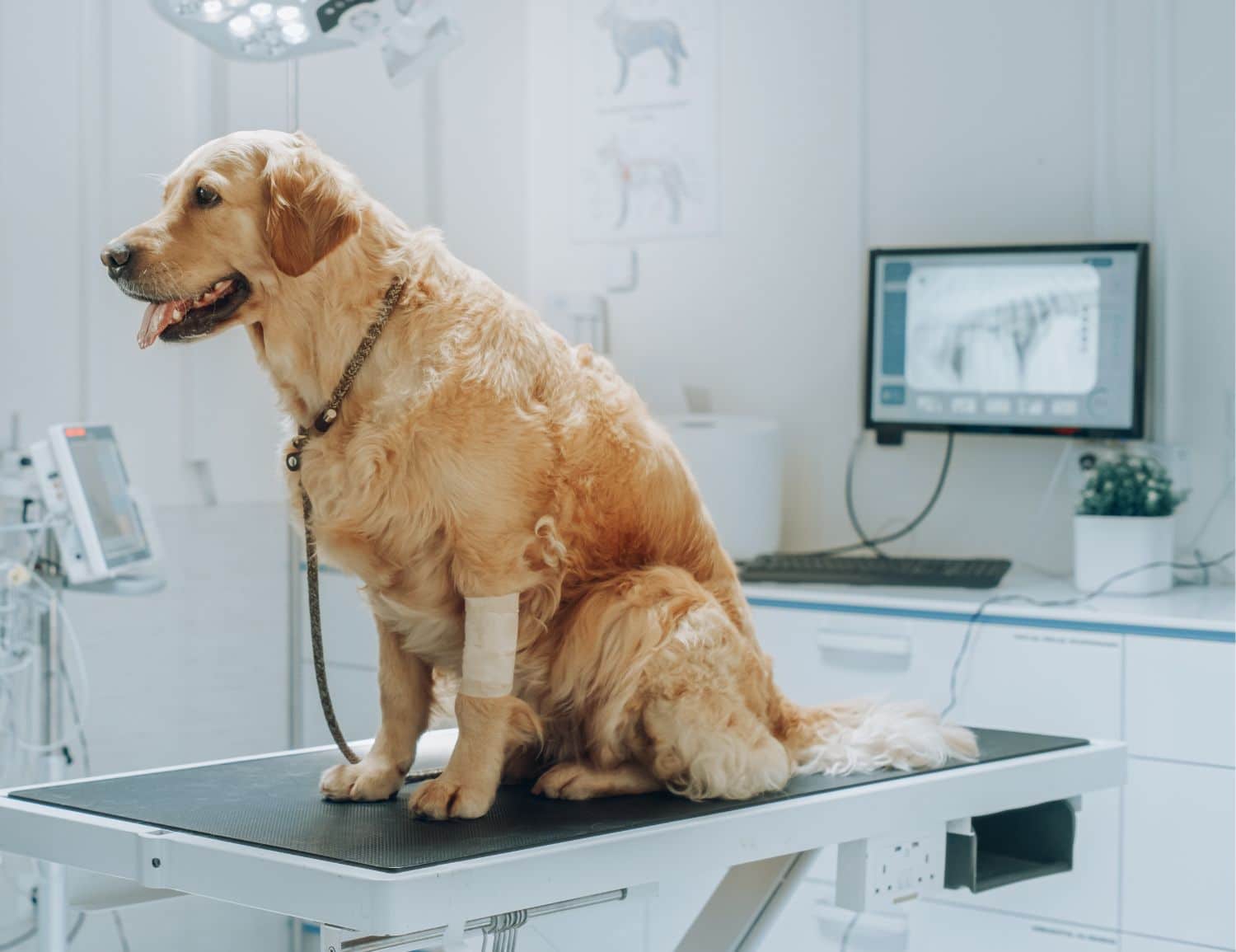A dog in a clinic