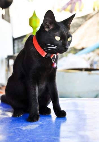 A black cat in red collar