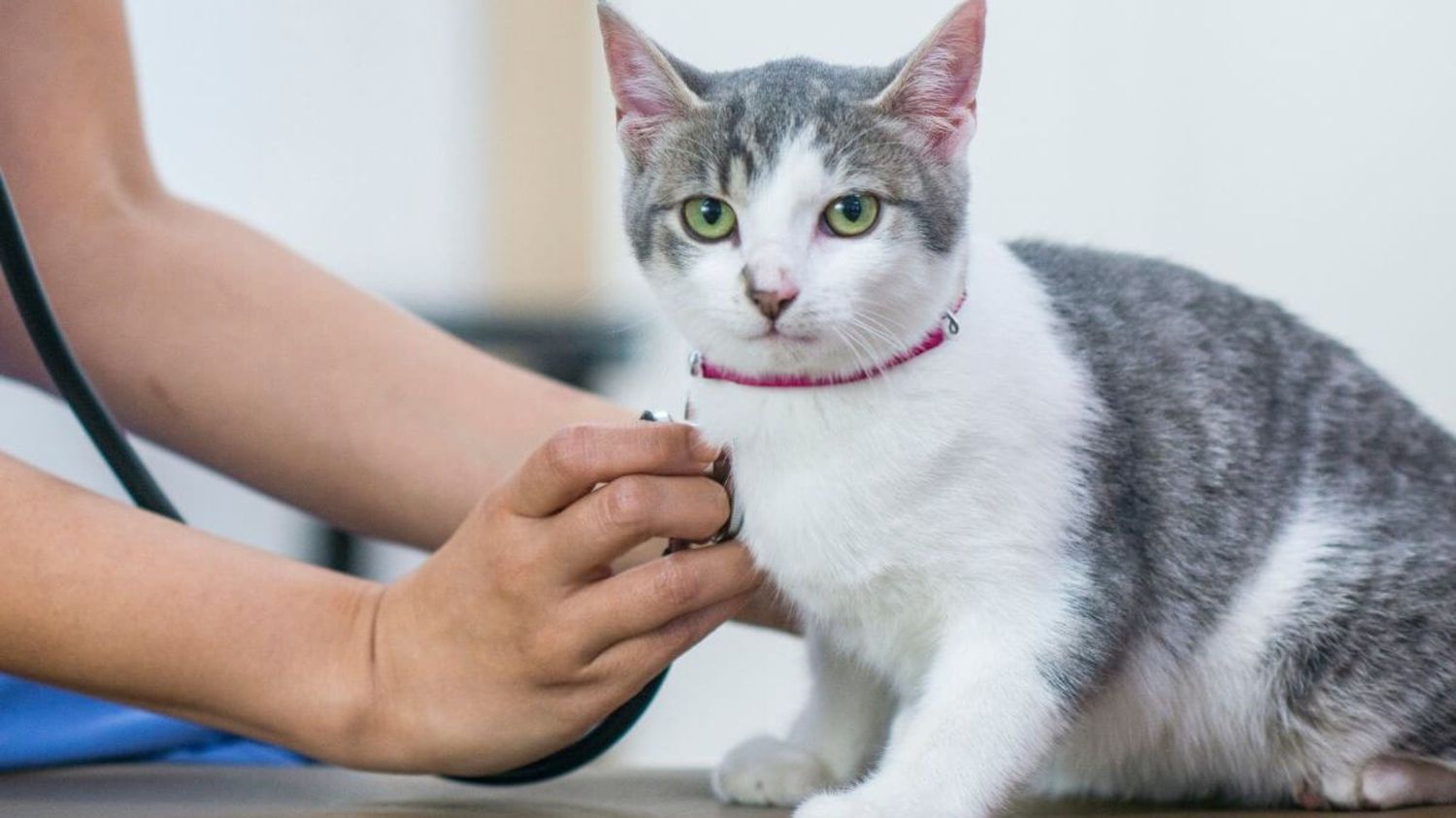 A veterinarian is using a stethoscope to examine a kitten