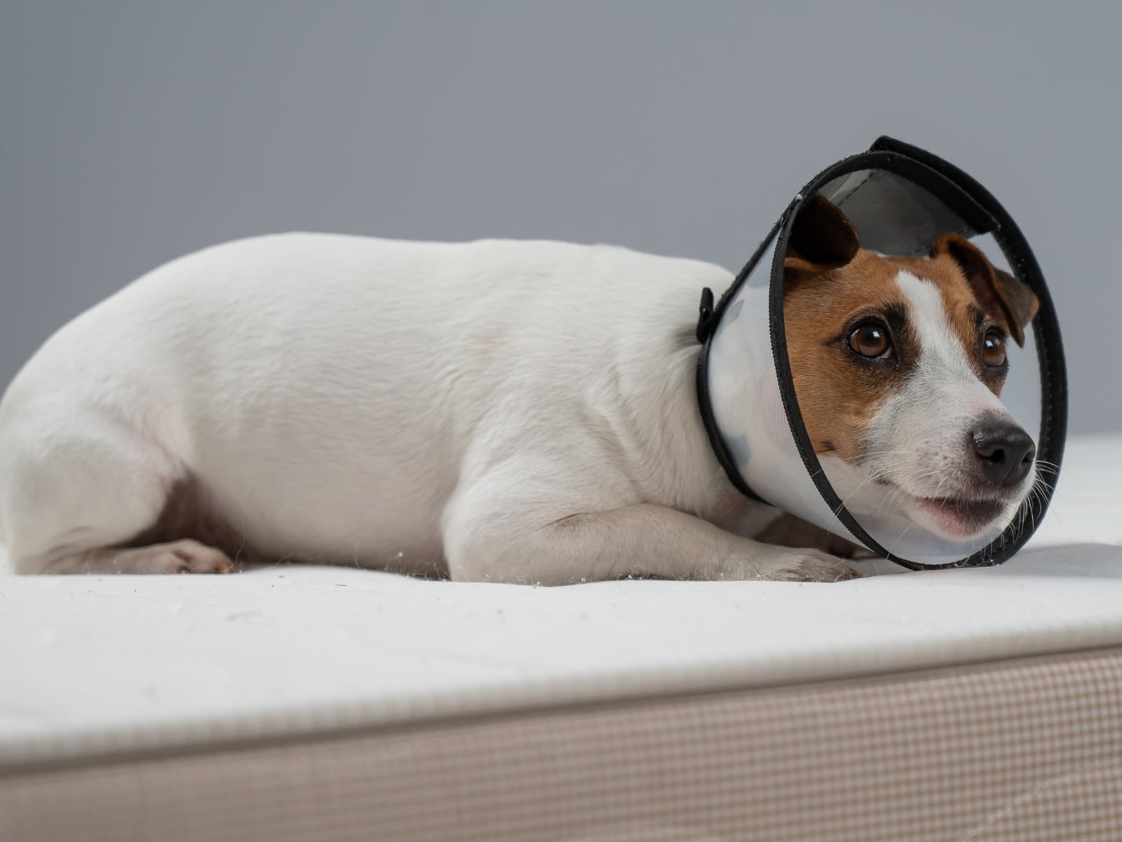 Acupuncture service on cat in a clinic settings
